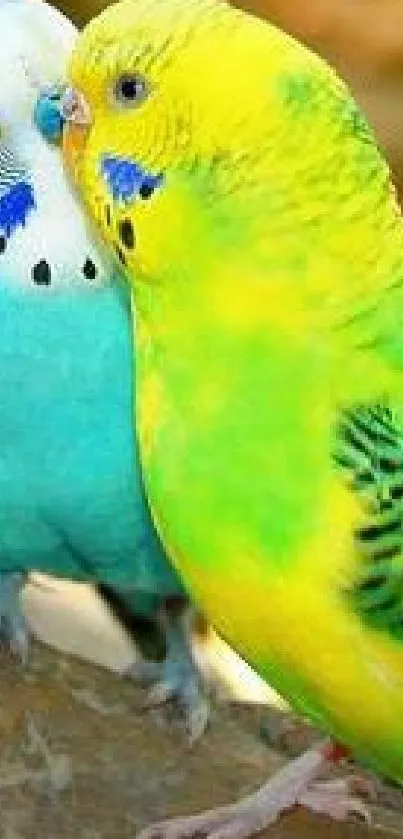 Two vibrant parrots with yellow and blue feathers perched together.