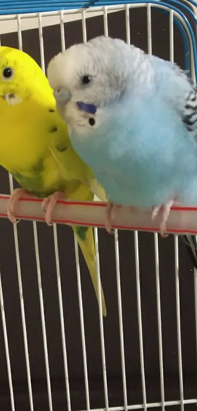 Two colorful parakeets perched in a birdcage, featuring blue and yellow feathers.