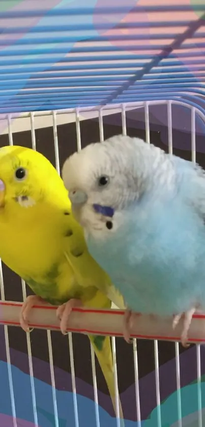 Two colorful parakeets perched with a vibrant pastel background.