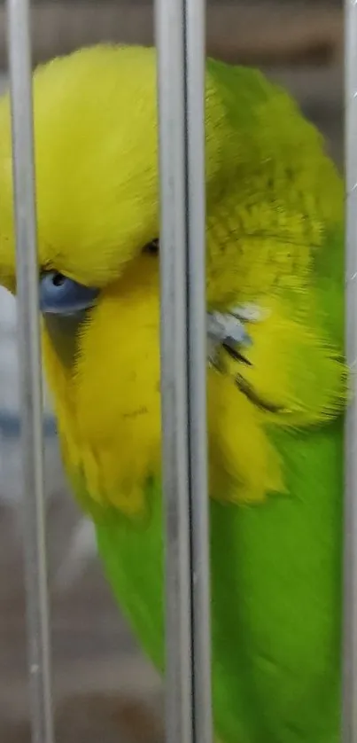 Colorful yellow-green parrot in cage wallpaper.