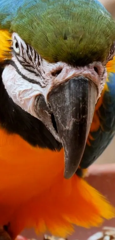 Close-up of a colorful parrot with vibrant blue and yellow feathers.