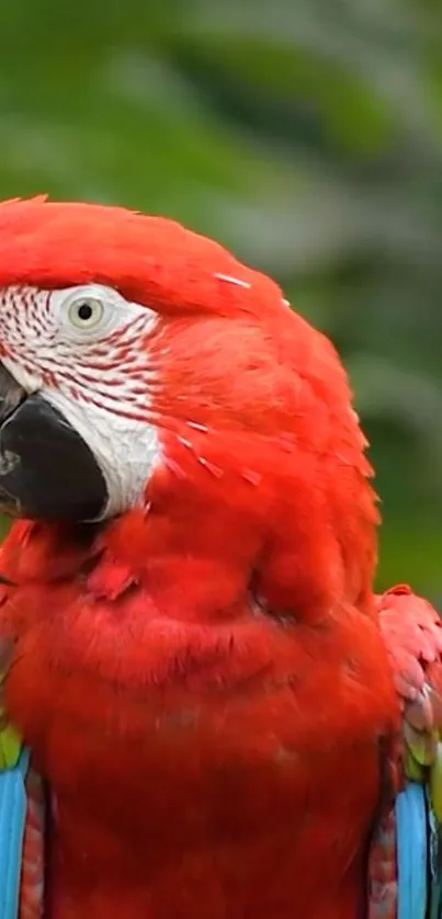 Vibrant red parrot with colorful feathers and green background.