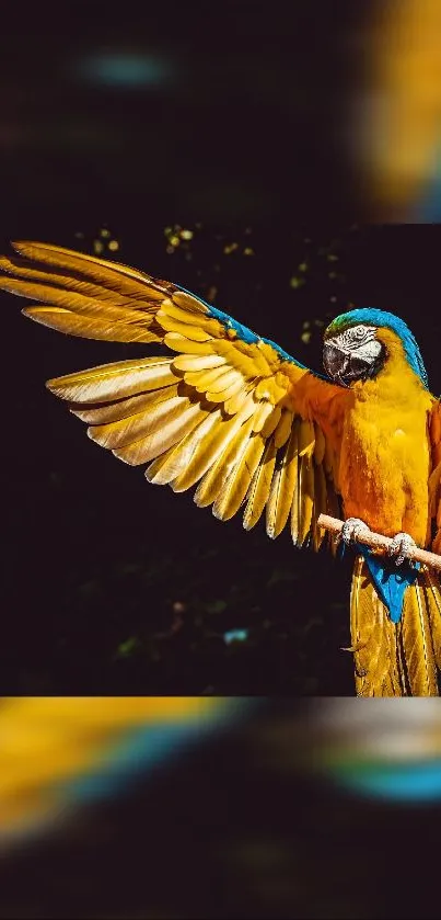 Vibrant yellow and blue parrot on a dark background.