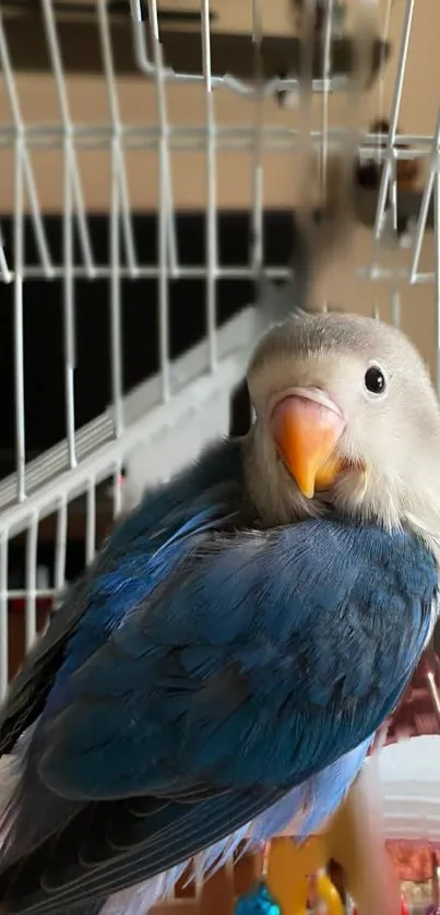 Colorful parrot perched in a cage with vibrant feathers.