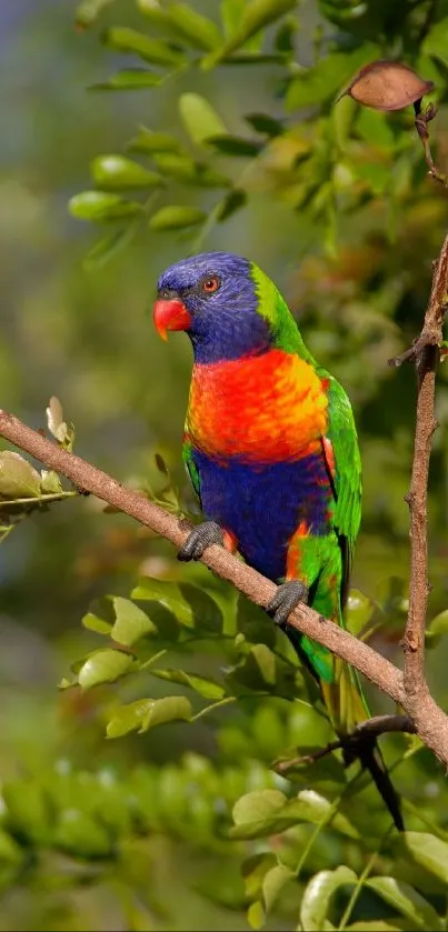 Bright parrot perched among green foliage.