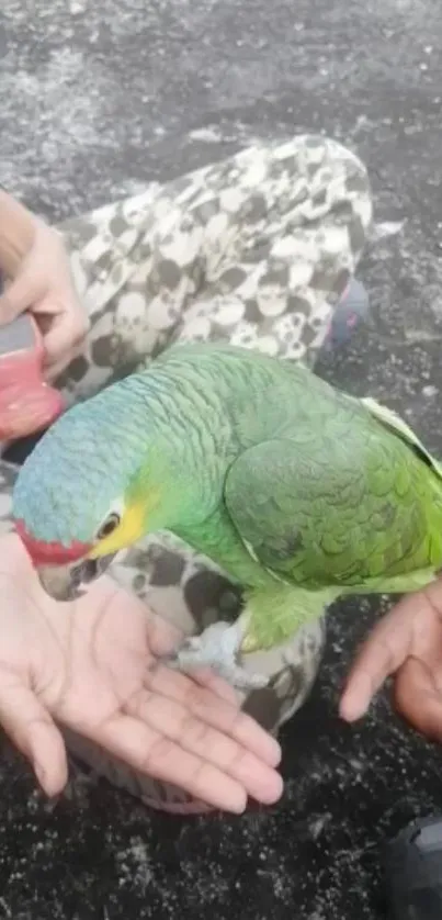 Vibrant parrot perched on hand with colorful feathers.