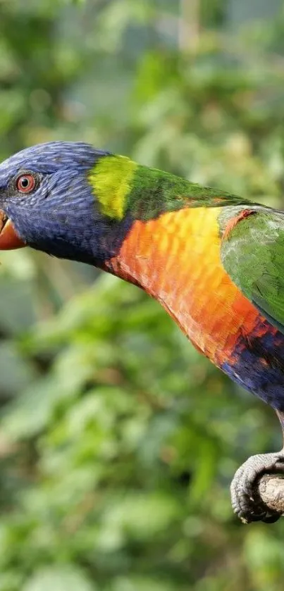 Vibrant rainbow lorikeet on a branch amidst greenery.