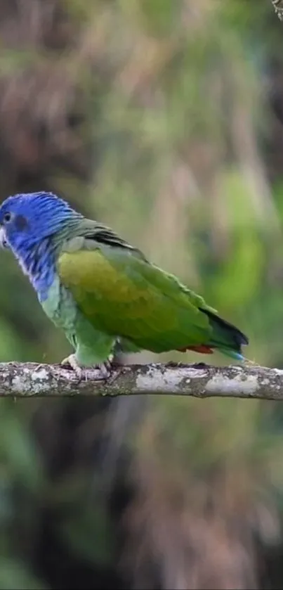 Blue-headed parrot perched on a tree branch in a forest.