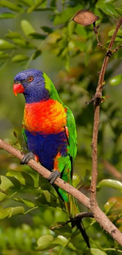 Colorful parrot perched on tree branch with green leaves.