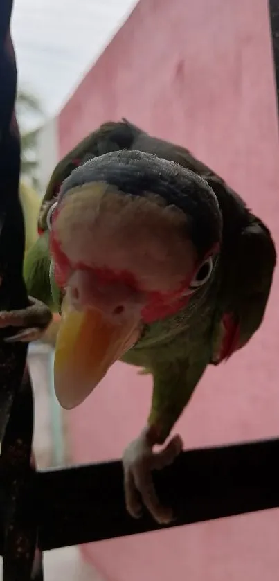 Vibrant parrot perched on an iron fence with a pink wall background.