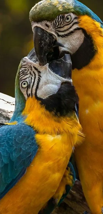 Pair of colorful parrots with blue and yellow feathers on a branch.