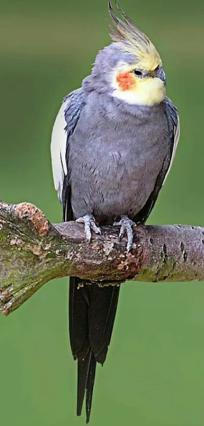 Vibrant parrot perched on a tree branch, set against a lush green background.