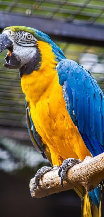 Vibrant blue and yellow macaw parrot perched on a branch.