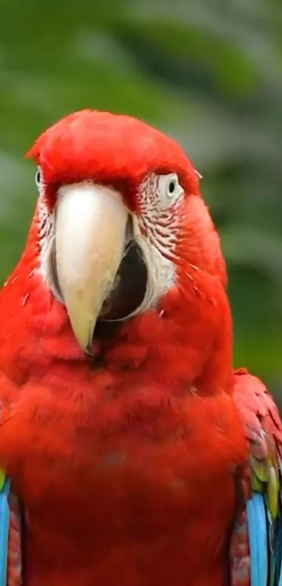 Red macaw with colorful feathers in natural setting.