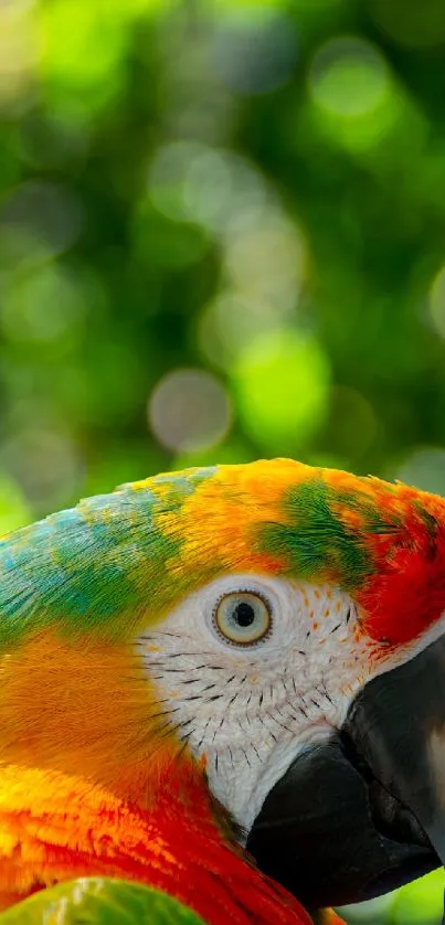 Colorful parrot with green background.