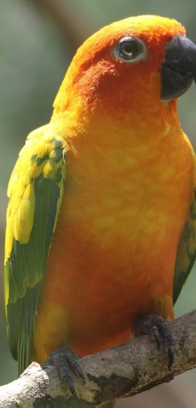 Bright orange parrot with green wings perched on a branch.