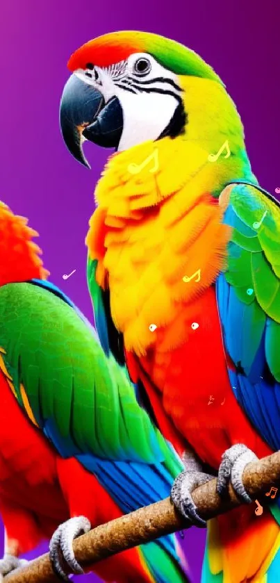 Two vibrant parrots on branch with deep purple background.