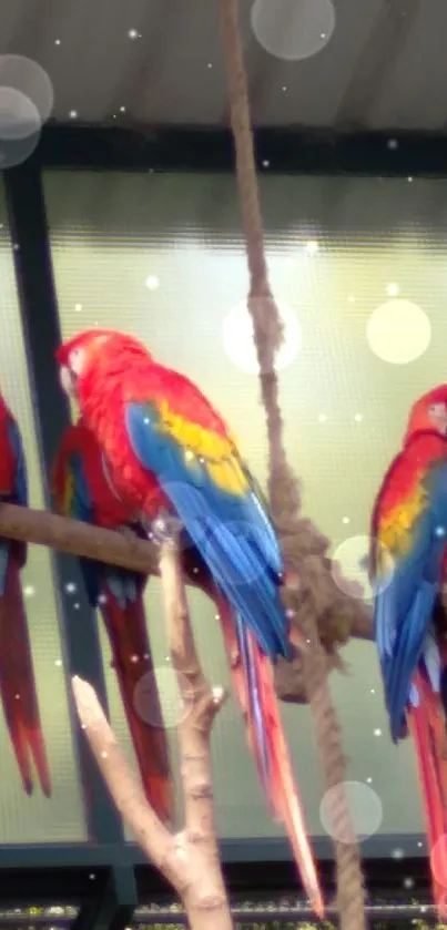 Colorful parrots perched in an aviary environment.