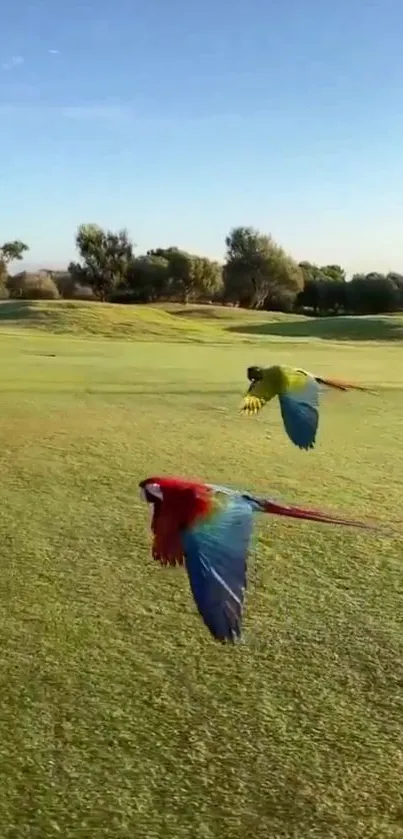 Two vibrant parrots flying over a sunny green field with trees in the background.