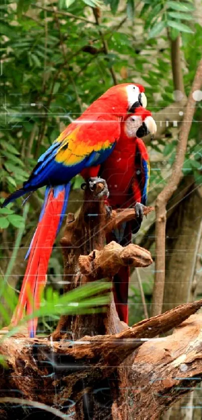 Two colorful parrots on branch in lush jungle setting.