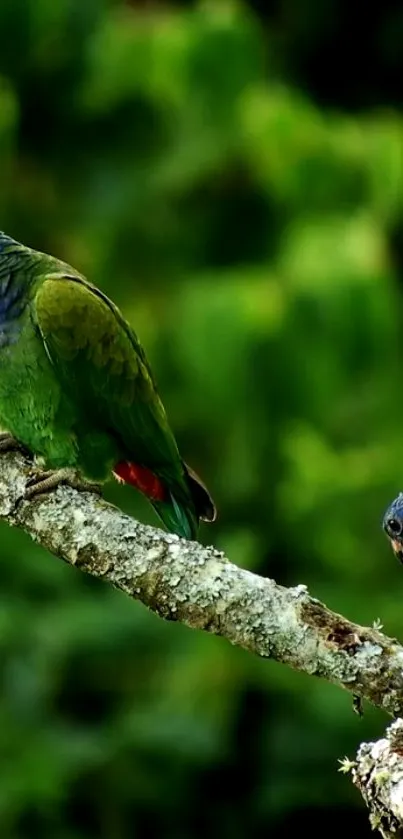 Vibrant parrots perched on a branch against a lush green background.