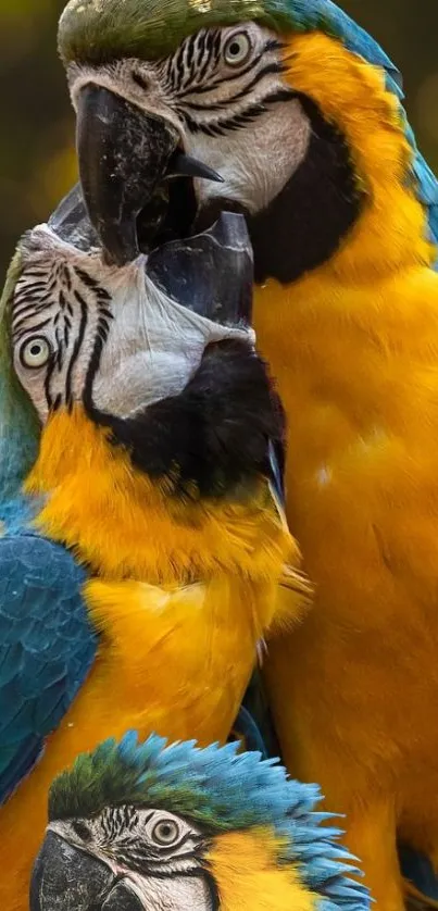 Colorful parrots on a branch with blue and yellow feathers.