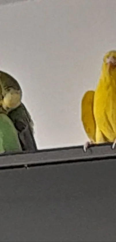 Two colorful parrots perched on a ledge.