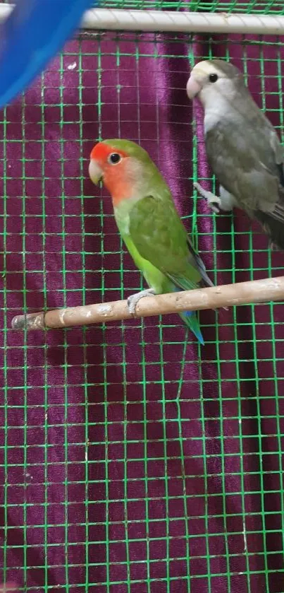 Vibrant parrots on purple wire fence wallpaper.