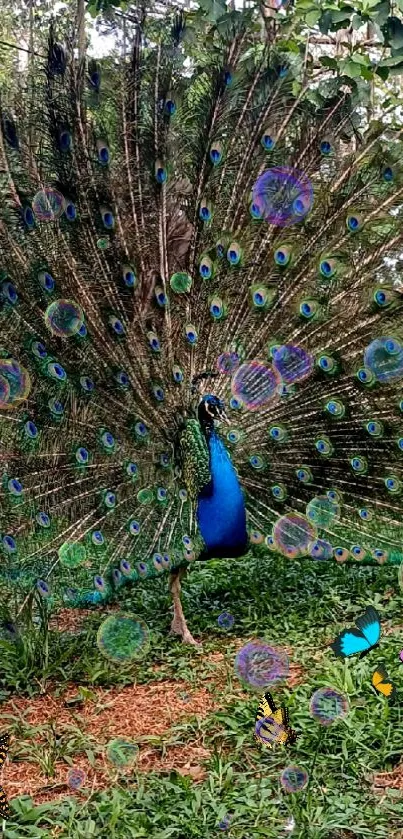 Vibrant peacock in forest with colorful feathers and butterflies