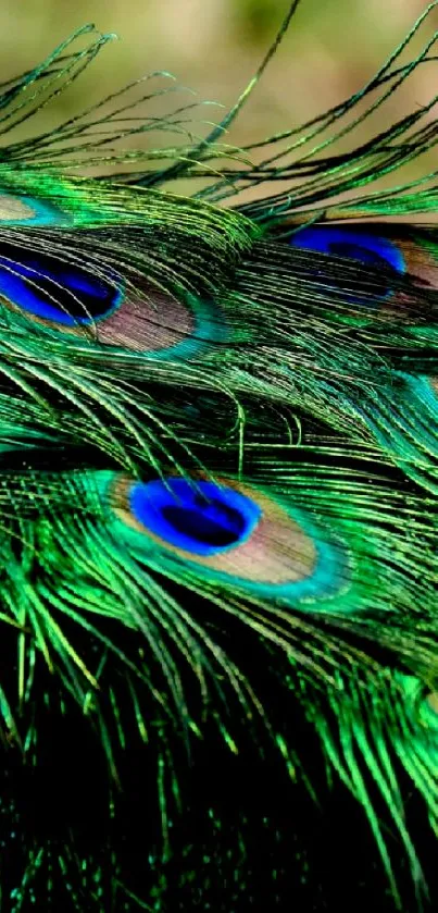 Close-up of elegant peacock feathers with vibrant green and blue hues.