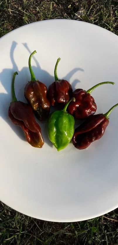 Vibrant peppers arranged on a white plate in a grassy outdoor setting.