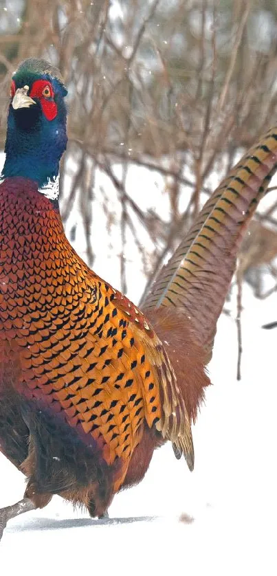 Colorful pheasant standing in snowy field.