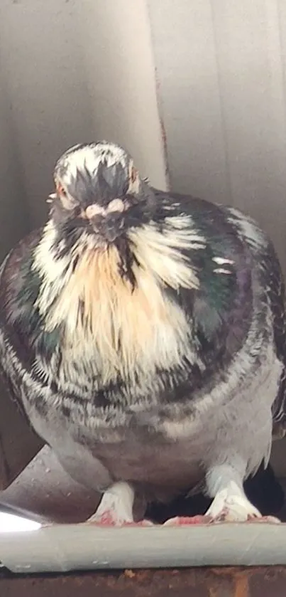 Vibrant pigeon perched on ledge, showcasing colorful plumage.