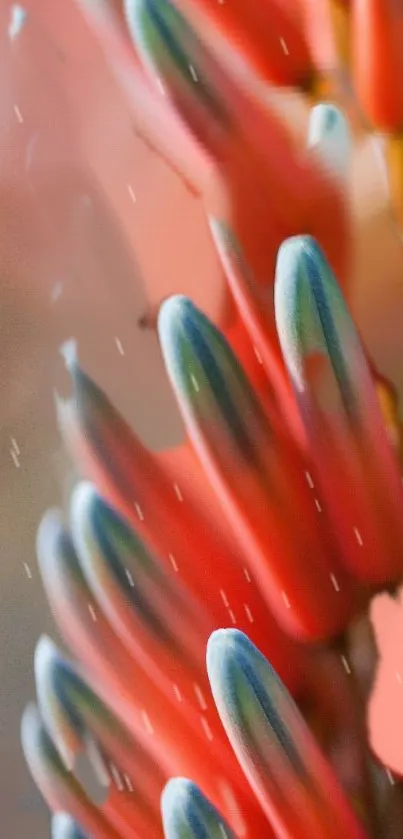 Close-up wallpaper of vibrant red and green plant with soft focus and water droplets.