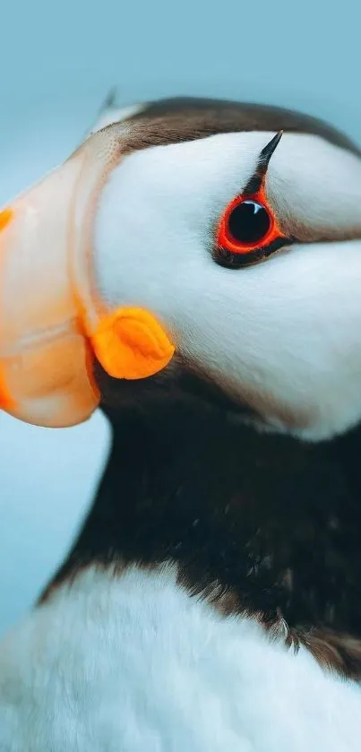 Close-up image of a colorful puffin with a blue background.