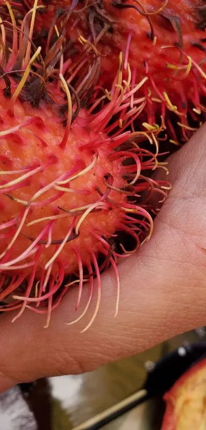 Close-up of vibrant rambutans held in hand.