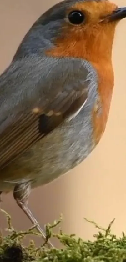 Vibrant orange robin perched on moss.