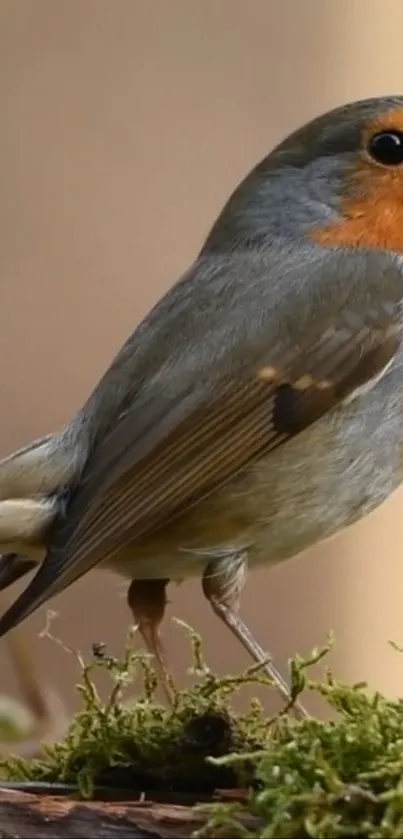 Vibrant robin bird perched on moss in natural setting.