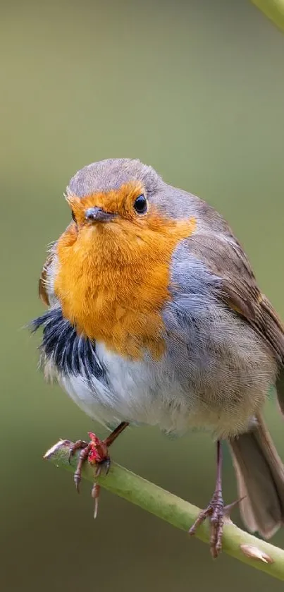 Vibrant robin sitting on a branch in nature.