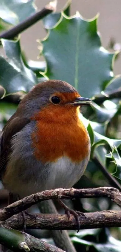 Vibrant robin perched on a holly branch in natural setting.