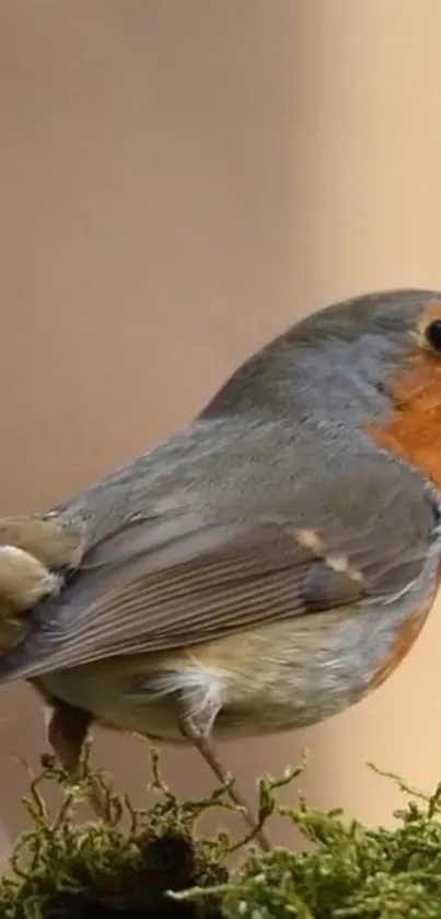 A vibrant robin perched on lush green moss, perfect for nature-themed wallpapers.