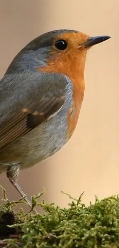 Vibrant robin perched on lush green moss, capturing nature's beauty.