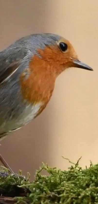 Vibrant robin perched on green moss against a soft brown backdrop.