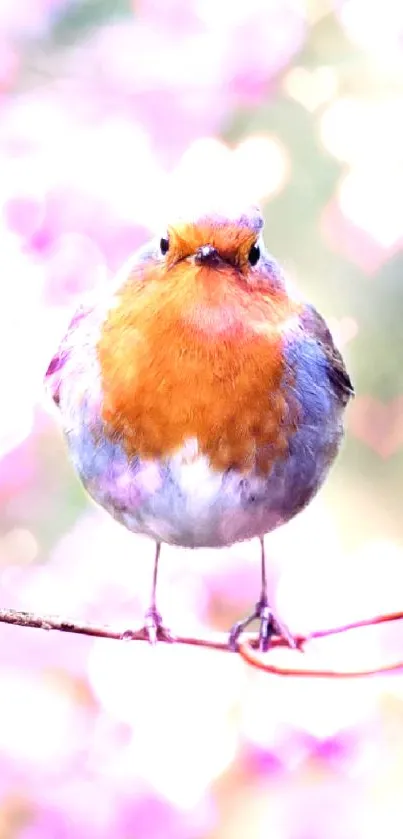 Robin perched on pink blossoms branch.