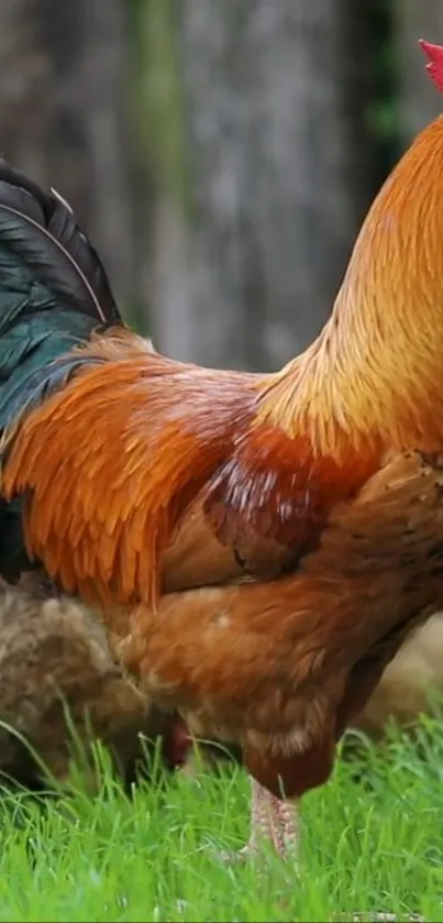 Vibrant rooster standing on green grass.