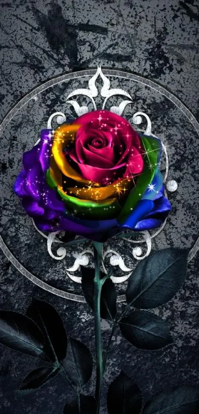 Multicolored rose with dark background wallpaper.