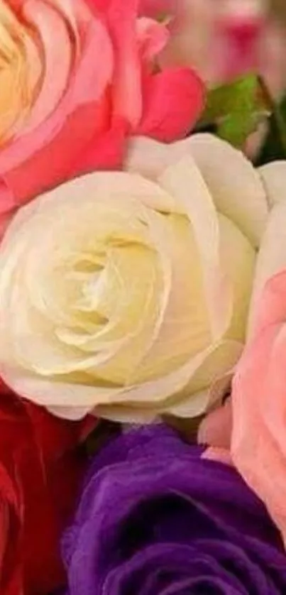 Colorful rose bouquet with white, pink, red, and purple flowers.