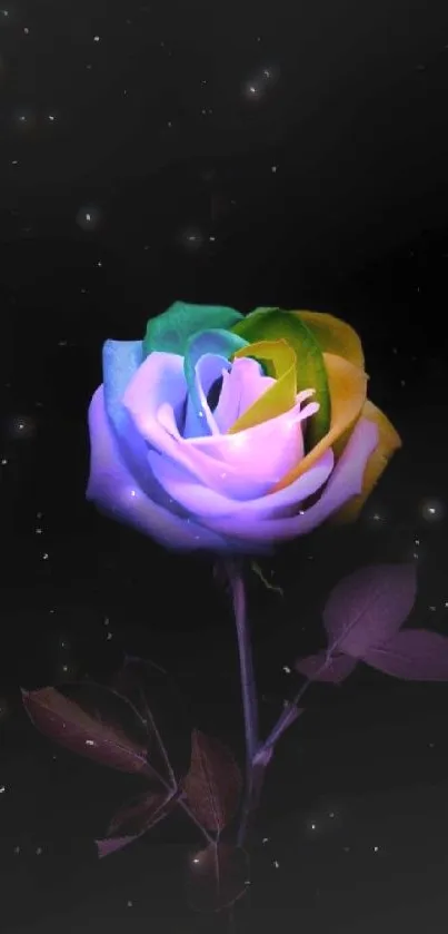 Multicolored rose on black background wallpaper.