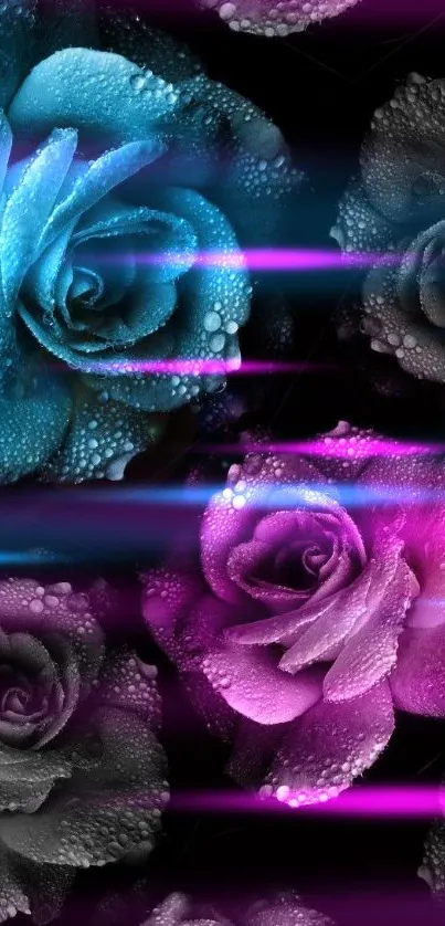 Vibrant blue and pink roses with water droplets on black background.