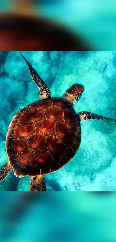 Colorful sea turtle swimming in blue ocean depths.